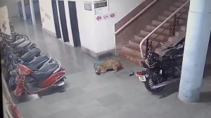 IIT Bombay Leopard