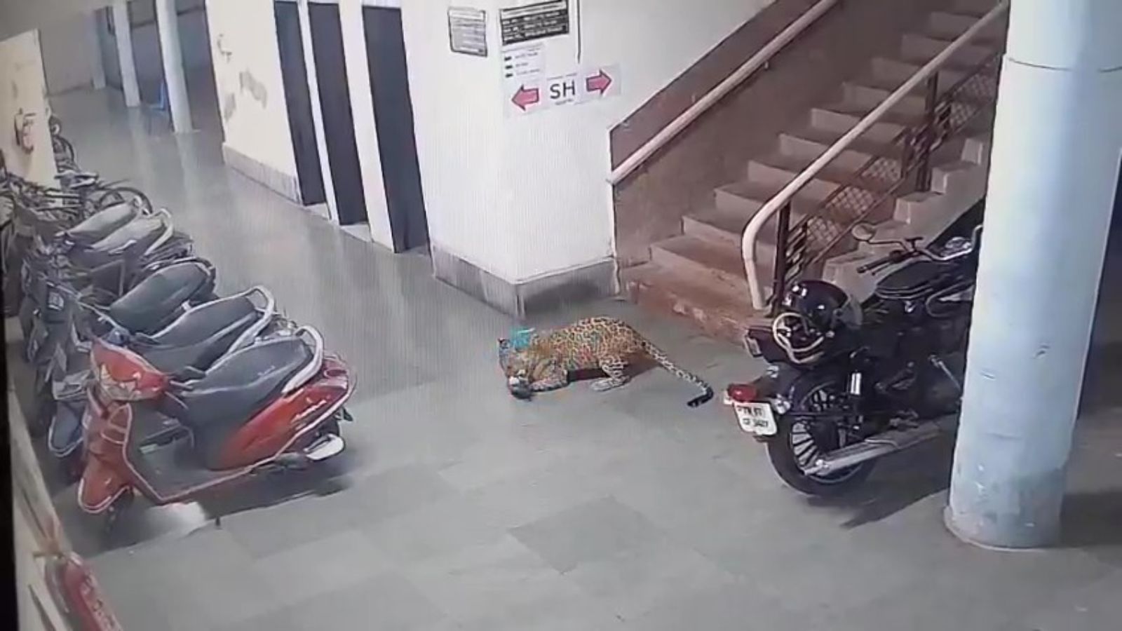 IIT Bombay Leopard