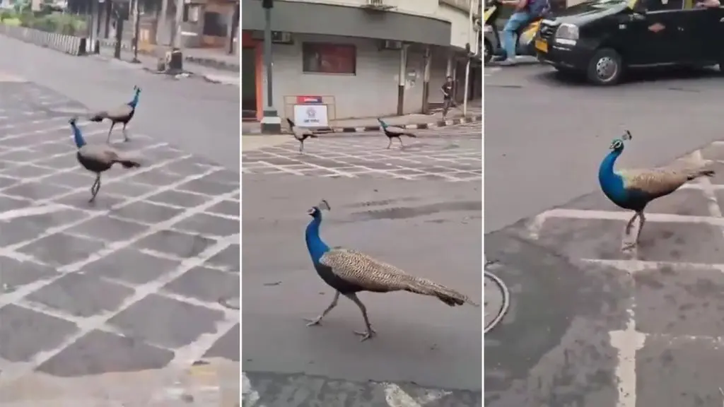 Peacocks in Mumbai