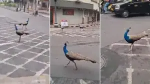 Peacocks in Mumbai