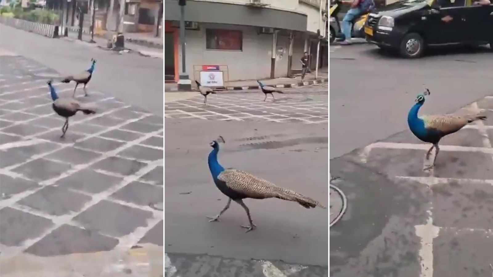 Watch: A Traffic Jam in Mumbai Nobody Seemed to Mind