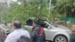 Massive Tree Falls Over Moving Vehicles in Wakdewadi on Pune-Mumbai Highway