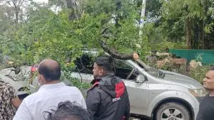 A massive tree fall in Pune's Wakdewadi