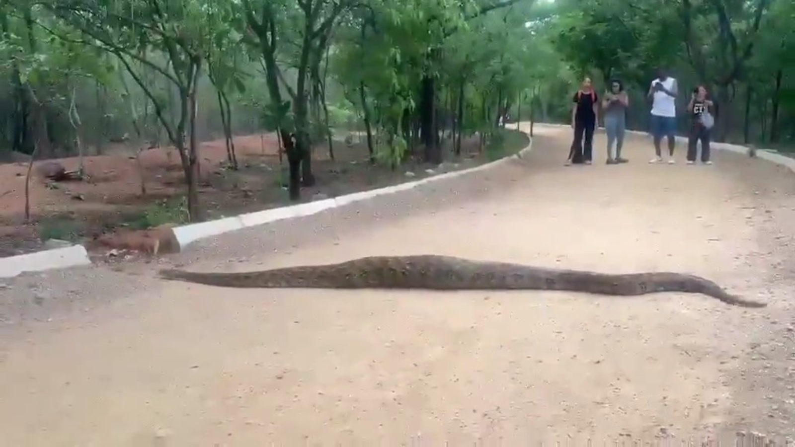 Giant Python in Hyderabad