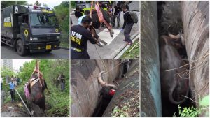 A collage of five photos documenting the rescue operation of a trapped Indian gaur in Pune. The top left image shows a black "Wildlife Ambulance" truck from RESQ driving on a road. In the top center image, multiple rescue team members wearing "Team RESQ" shirts secure the sedated gaur on a platform using straps on an asphalt surface. The right panel provides a high-angle view looking straight down into a deep, narrow gap between two large, weathered metal pipelines where the dark brown gaur is tightly trapped. The bottom center photo shows a close-up shot from inside the trench, revealing the gaur's face, horns, and eyes as it sits wedged between the two curved pipeline walls. In the bottom left image, the large gaur is carefully lifted into the air by a crane sling, surrounded and guided by rescue operators and forest officials in a wooded, grassy outdoor area.