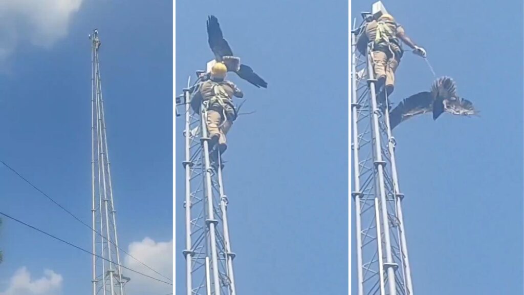 Eagle Rescued After 12 Days