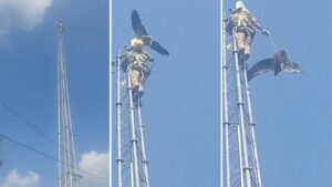 Eagle Rescued After 12 Days