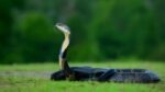Maharashtra Declares Snakebite a ‘Notifiable Disease’ After Gadchiroli Tragedy; Golden Hour Protocols Made Mandatory