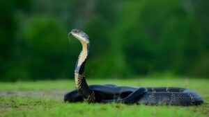 Maharashtra declares snakebites a mandatory notifiable disease