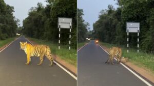 Tadoba Tigress Chhoti Madhu