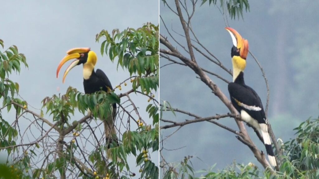 Great Hornbills in Anamalai Hills