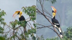 Great Hornbills in Anamalai Hills